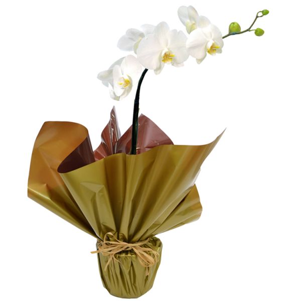 Orquidea